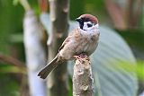 Eurasian Tree Sparrow